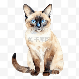 水彩猫暹罗