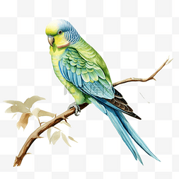 手绘花素材鳥图片_水彩德比勋爵的长尾小鹦鹉鸟图