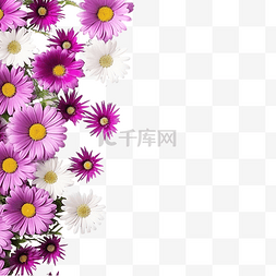 透明菊花粉色图片_紫色雏菊花和绿草边框
