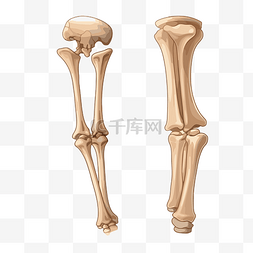 股骨剪贴画 两个数字显示单条腿