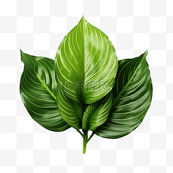 Calathea utea 叶子的绿叶图案 孤立的