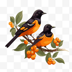 卡通树枝和鸟图片_金莺剪贴画 一对美丽的橙色和黑