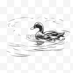 游泳线条图片_鸭子在水上线条艺术