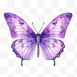 蝴蝶卡片图片_水彩紫色蝴蝶