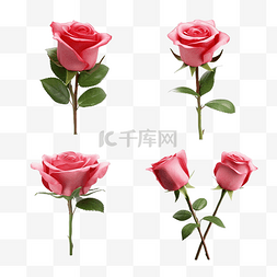 母亲节图片_从所有四个侧面分离的玫瑰花情人