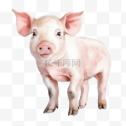 牛扒图片_水彩猪肉剪贴画