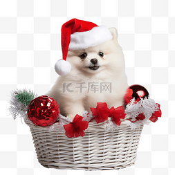 一只白色的小博美犬坐在篮子里，