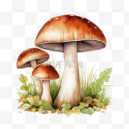 蘑菇林图片_牛肝菌或牛肝菌蘑菇水彩插图