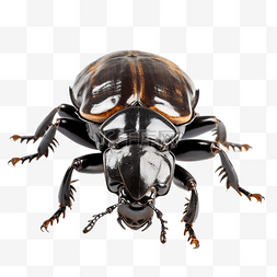 黑色小喇叭图片_孤立的犀牛甲虫