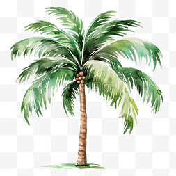 水彩棕榈树 PNG