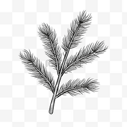云杉树枝线性插图树枝剪影圣诞树