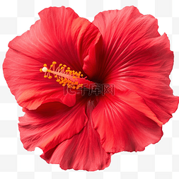 夏威夷图标图片_美麗的紅芙蓉花