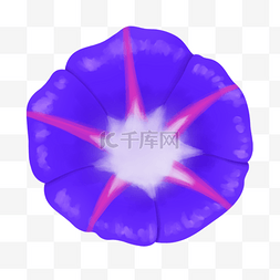 紫色盛开的花朵图片_一朵蓝色的牵牛花