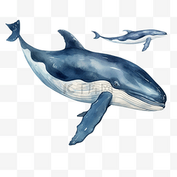 鯨图片_鲸鱼水彩剪贴画