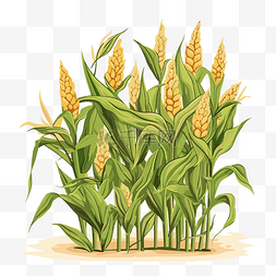 卡通室内植物图片_玉米秆剪贴画白色背景卡通上玉米