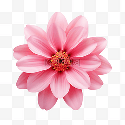 粉紅色的花可愛