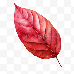 红树叶水彩插图