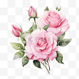 英国白色图片_水彩美丽的英国玫瑰花枝花束