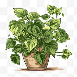 卡通室内植物图片_pothos 剪贴画常春藤室内使用一盆