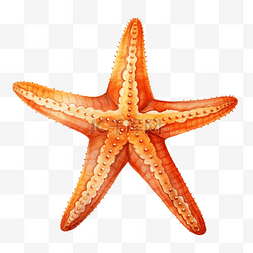 橙色海星图片_橙色海星水彩