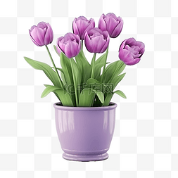 隔离紫色图片_3d 渲染迷人的紫色郁金香花盆隔离