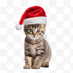 有趣的虎斑小猫玩圣诞装饰红色圣
