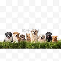 小狗在草地上图片_许多快乐的狗在草地上与复制空间
