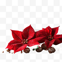 插花png图片_木桌上的圣诞神秘红色一品红宏，