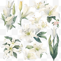 白色花卉插画图片_一组元素花和花蕾白百合水彩花卉