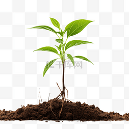 png 文件中具有可见根的树苗或幼