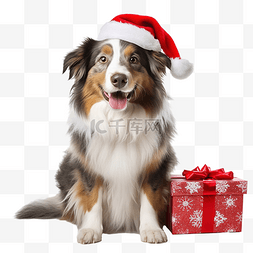 澳大利亚牧羊犬坐在圣诞老人帽子