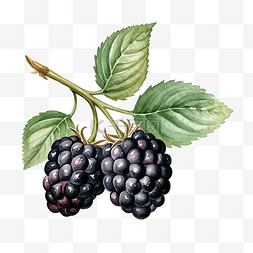 糖果色风格图片_水彩黑莓剪贴画浆果