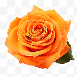 美丽的橙花图片_美麗的橙玫瑰