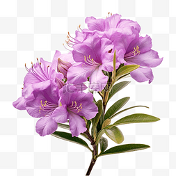 紫色杜鹃花植物