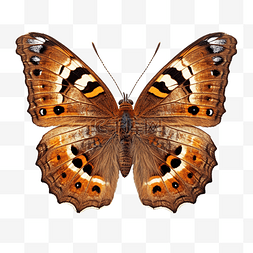 美丽的蝴蝶分离若虫安提奥帕棕色