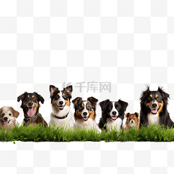 小狗在草地上图片_许多快乐的狗在草地上与复制空间