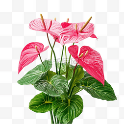 v图片_红掌anthurium v??illenaorum属于天南星