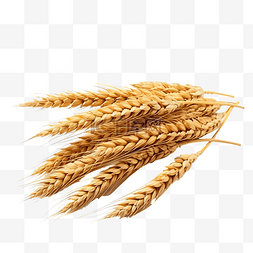 小麦穗图片_制作面包用的全麦麦穗