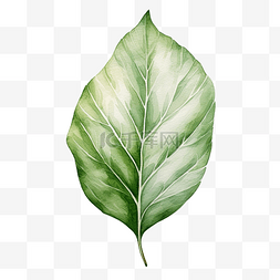 元素提取简单的图片_从分离的植物叶子中提取的简单叶