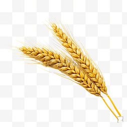 小麦穗图片_金色大麦穗