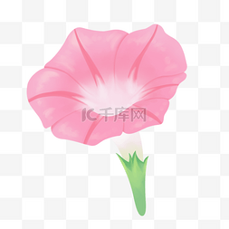 卡通花卉插画图片_粉红色牵牛花花朵
