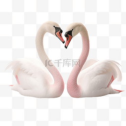 两只粉红色的天鹅
