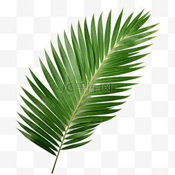棕榈树的绿叶隔离在白色背景png