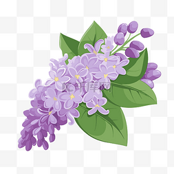 绿叶卡通图片_紫丁香花剪贴画 紫色丁香花与绿