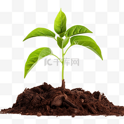 树苗从土壤中发芽