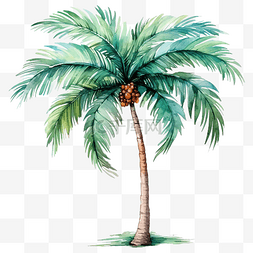 热带植物叶子背景图片_水彩棕榈树 PNG