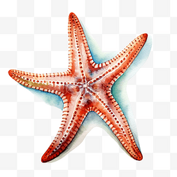 海星水彩海洋动物剪贴画