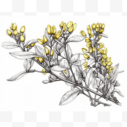 展示黄色花朵的树枝的插图