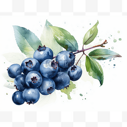灌木丛中的水彩蓝莓