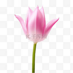 绽放的粉色花瓣图片_孤立的粉红色暹罗郁金香花